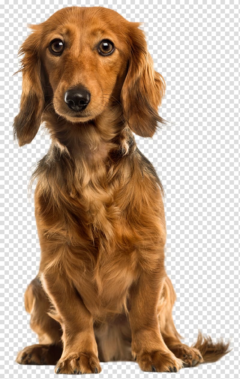 Golden Retriever German Shepherd Pug Puppy , Dog transparent background PNG clipart