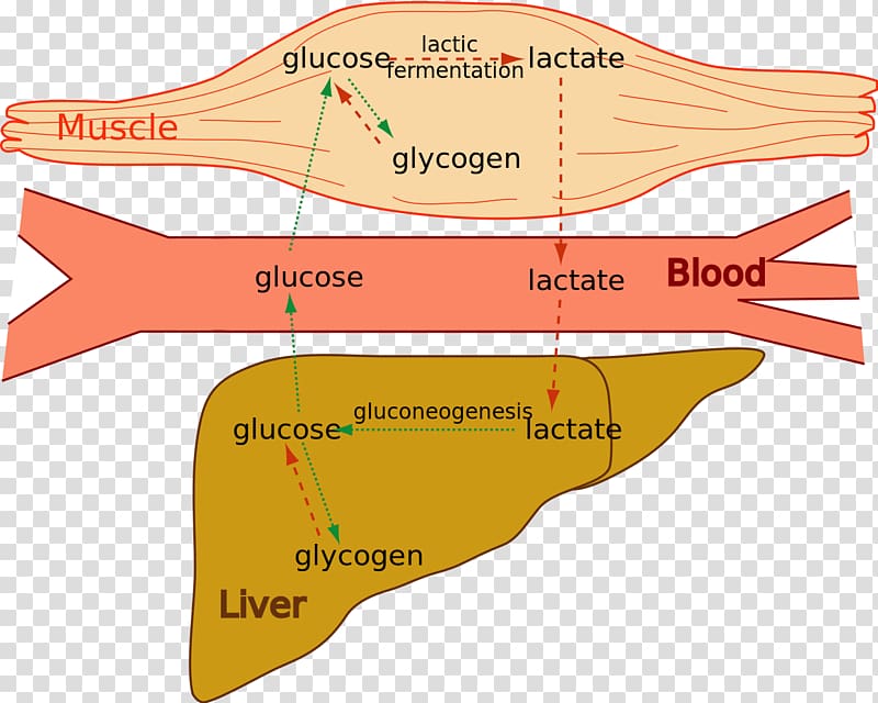 Lactic acid fermentation Cori cycle Muscle Glycogen, blood transparent background PNG clipart