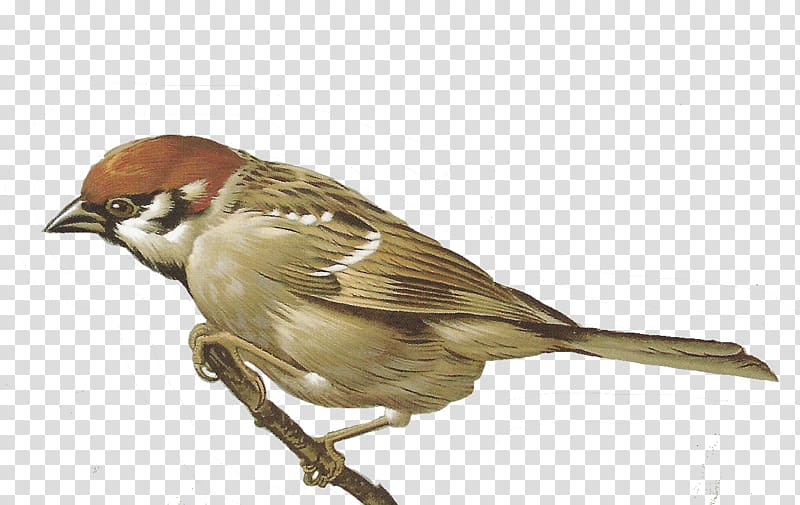 House Sparrow , sparrow transparent background PNG clipart