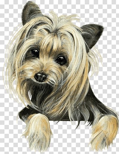 Yorkshire Terrier Australian Silky Terrier Cairn Terrier Morkie Companion dog, others transparent background PNG clipart