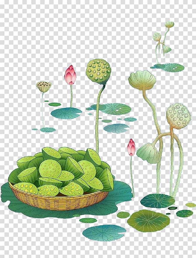 Nelumbo nucifera Lotus seed Illustration, Lotus seeds transparent background PNG clipart