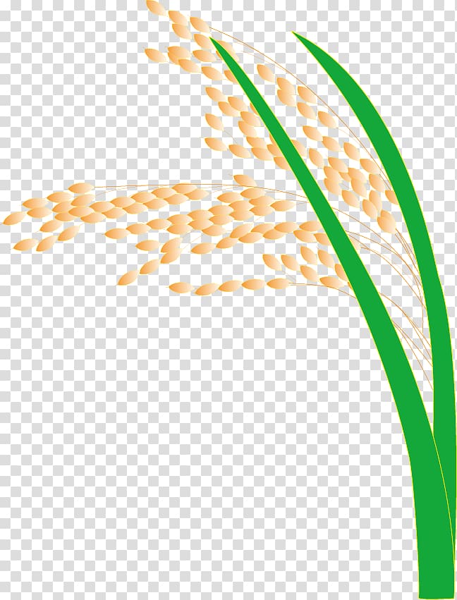 Rice Paddy Field, paddy,Rice,Rice,Hedao transparent background PNG clipart