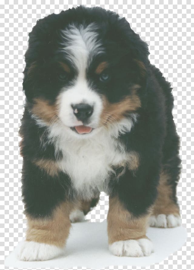 Bernese Mountain Dog Greater Swiss Mountain Dog Miniature American Shepherd Australian Shepherd Dog breed, Gemmological Association Of Great Britain transparent background PNG clipart