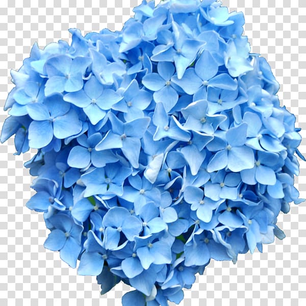 Portable Network Graphics Blue French hydrangea Flower, flower transparent background PNG clipart