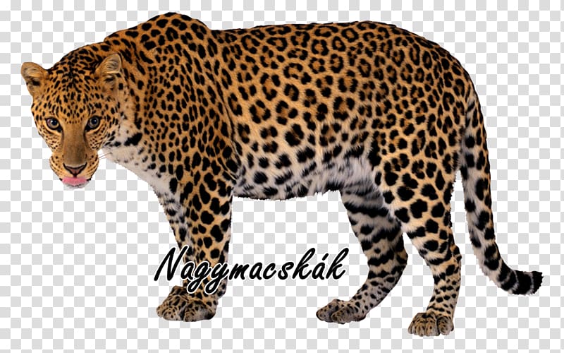 Felidae Snow leopard Javan leopard , animal transparent background PNG clipart