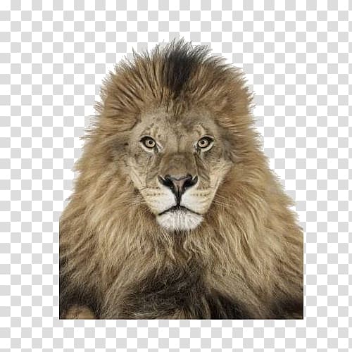 Creature ABC Creature: 4 Floor Puzzles On This Earth grapher, lion lion transparent background PNG clipart