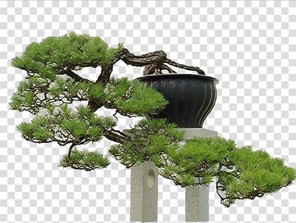 Bonsai Tree Penjing Chinese garden, King disc transparent background PNG clipart