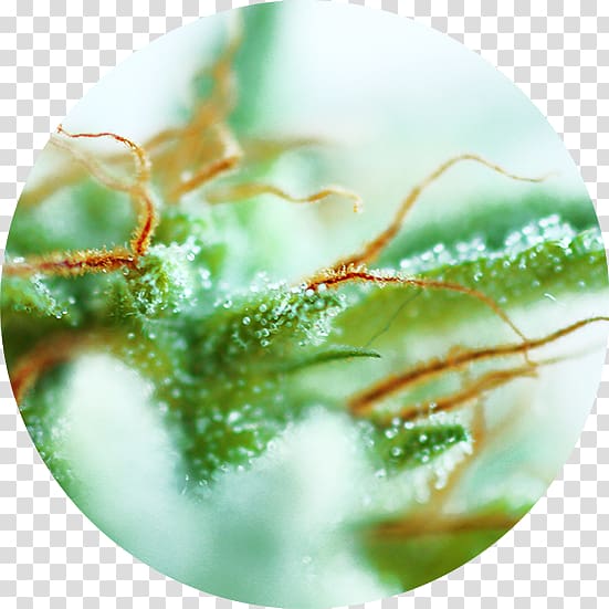 Cannabis Cup Cannabis sativa Cannabis ruderalis Autoflowering cannabis, seeds transparent background PNG clipart