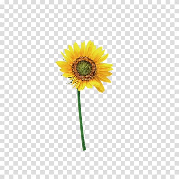 yellow sunflower , Common sunflower, sunflower transparent background PNG clipart