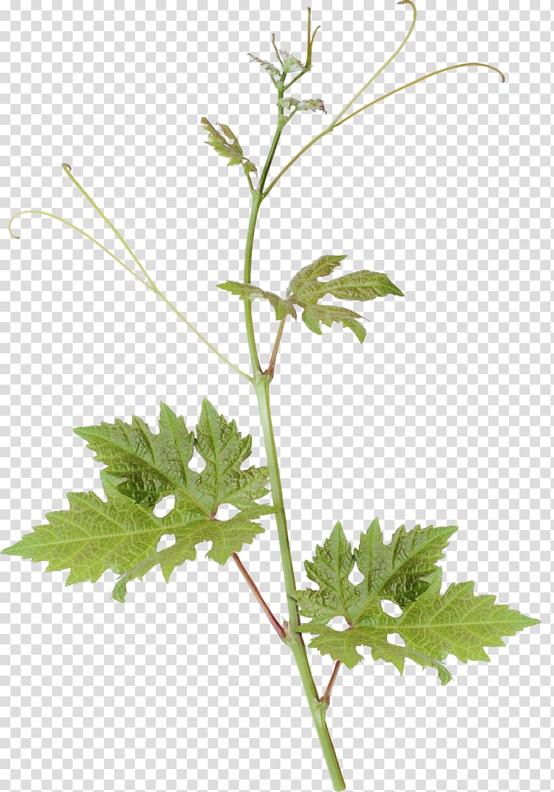 Parsley Leaf Plant stem, others transparent background PNG clipart