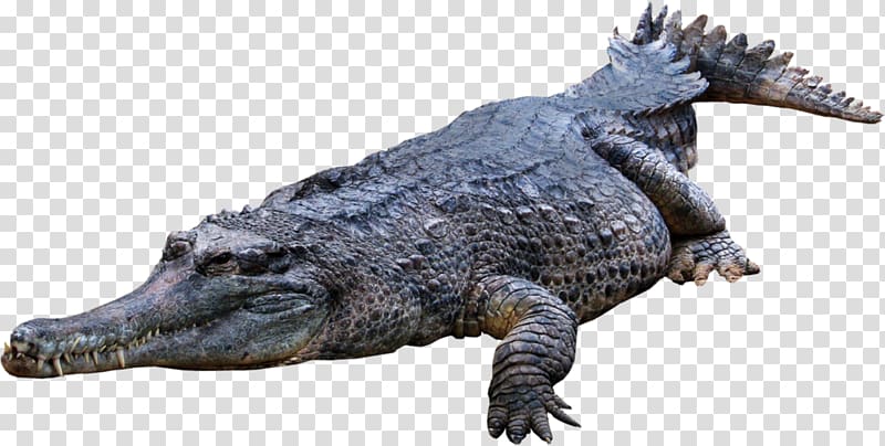 Nile crocodile Crocodile clip Crocodiles , crocodile. transparent background PNG clipart
