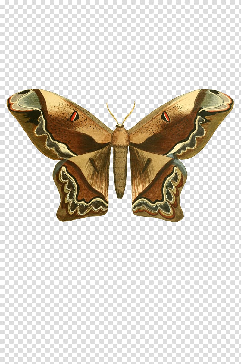 Butterfly Insect Moth , butterflay transparent background PNG clipart