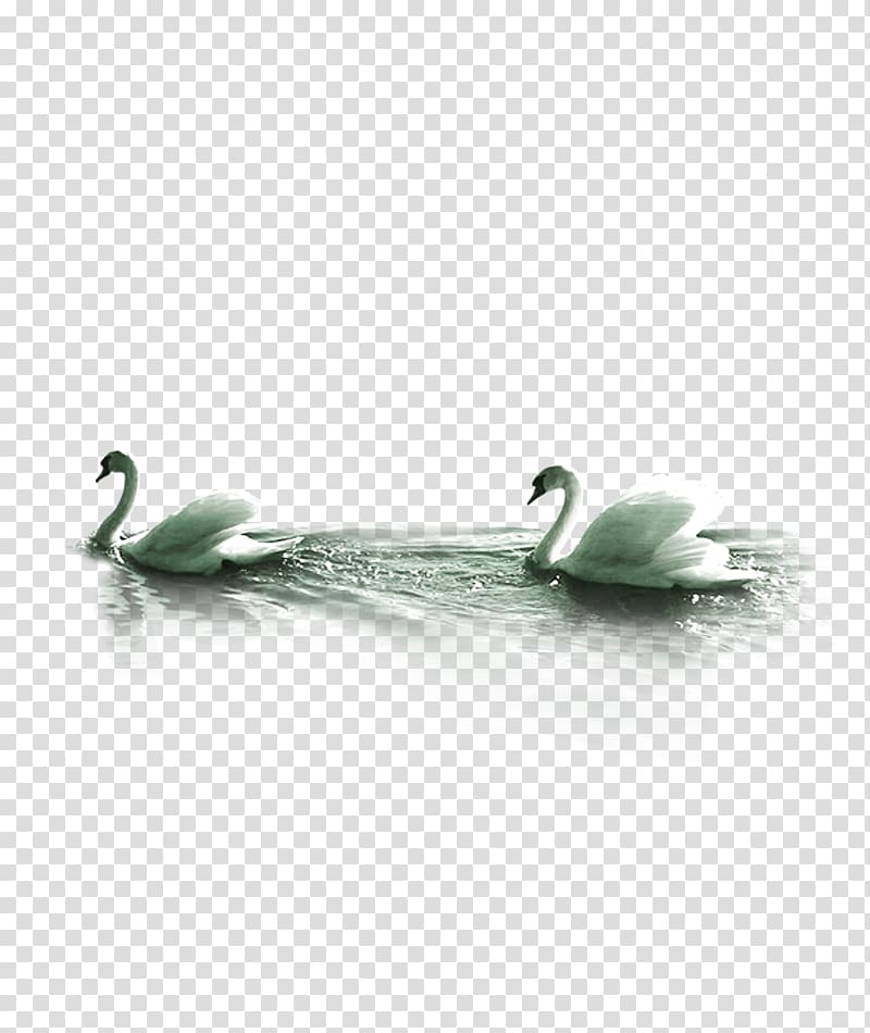 Mute swan Computer file, Swan Swimming transparent background PNG clipart