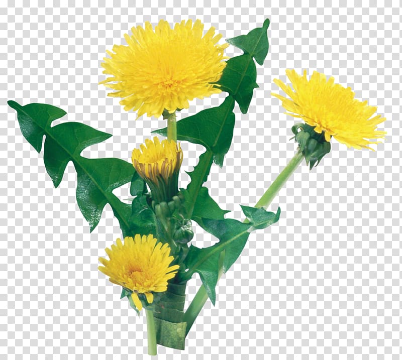 Dandelion transparent background PNG clipart