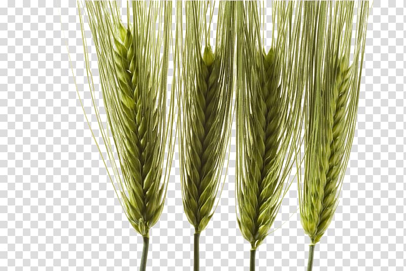 Barley Emmer Food, barley transparent background PNG clipart