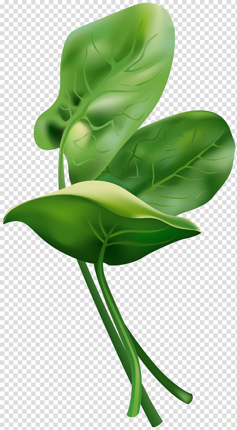 Spinach , others transparent background PNG clipart