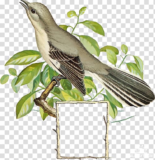 Bird Common nightingale , Bird transparent background PNG clipart