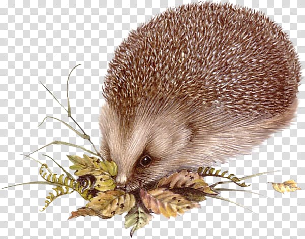 Domesticated hedgehog Porcupine Centerblog, hedgehog transparent background PNG clipart