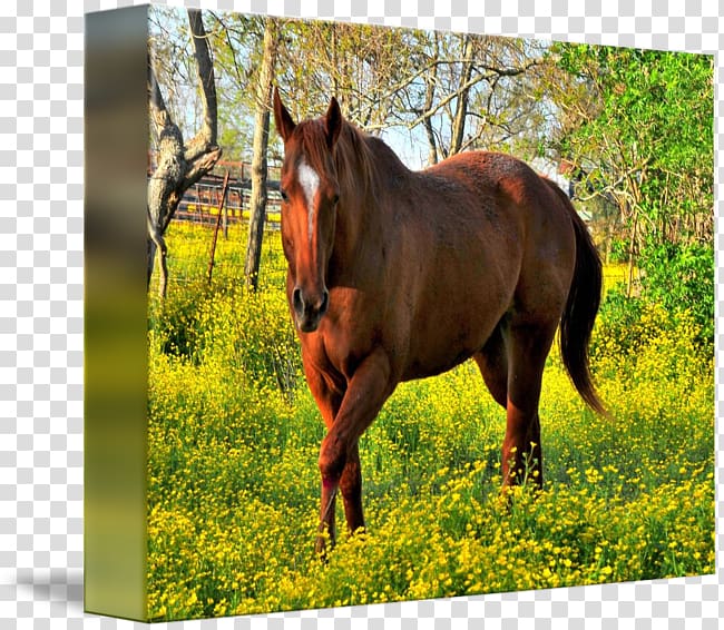 Mare Mustang Stallion Halter Pasture, golden horse transparent background PNG clipart