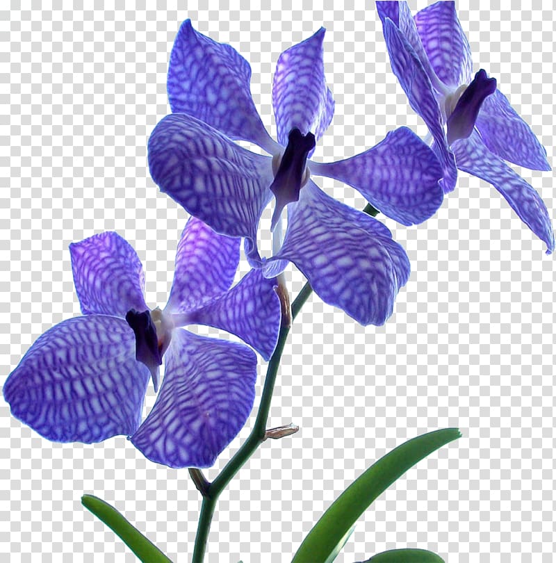 Orchids Flower Blue Dendrobium Desktop , orchids transparent background PNG clipart