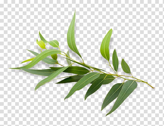 green leafed plant artwork, Eucalyptus radiata Eucalyptus polybractea Eucalyptus oil Essential oil, eucalyptus transparent background PNG clipart