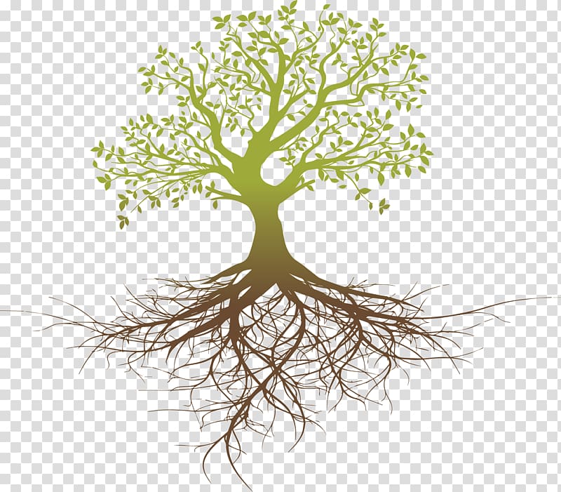 Root system Tree Oak, Thinking transparent background PNG clipart