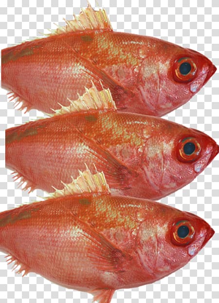Northern red snapper Fish products Oily fish, Fish fillet transparent background PNG clipart