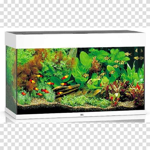 Aquarium zoohit Pet Shop Fishkeeping, others transparent background PNG clipart