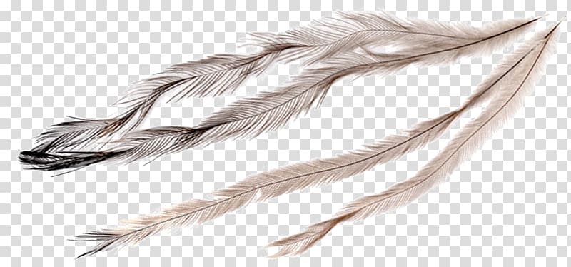 Feather Emu oil, beautiful animal feathers transparent background PNG clipart