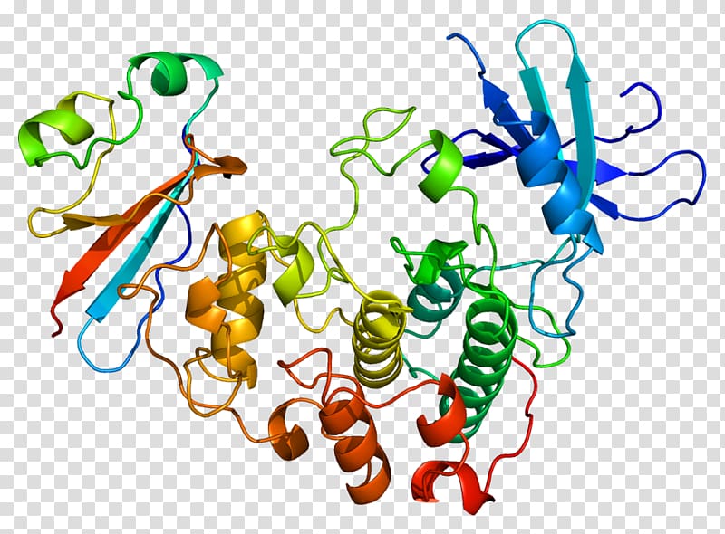 CKS1B Protein UniProt Gene Cyclin, others transparent background PNG clipart