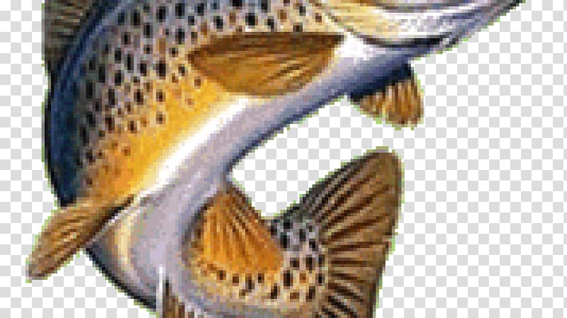Brown trout Rainbow trout Brook trout, fish transparent background PNG clipart