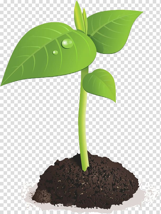 Sprouting Seed Brussels sprout Bean, others transparent background PNG clipart