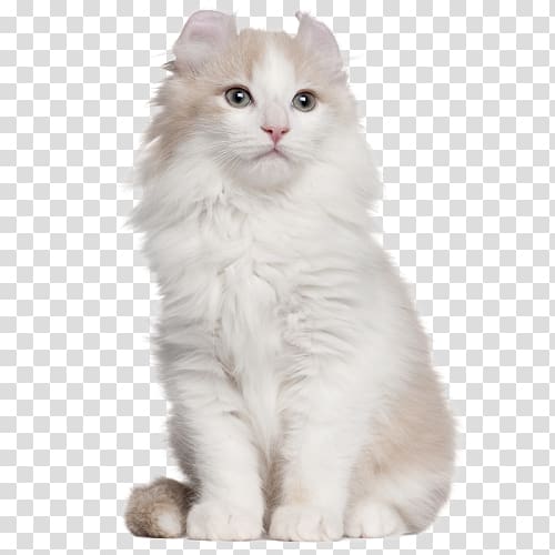 American Curl American Shorthair British Shorthair Persian cat American Bobtail, american curl transparent background PNG clipart