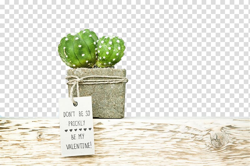 Wedding invitation Save the date Succulent plant Cactaceae Paper, cactus transparent background PNG clipart