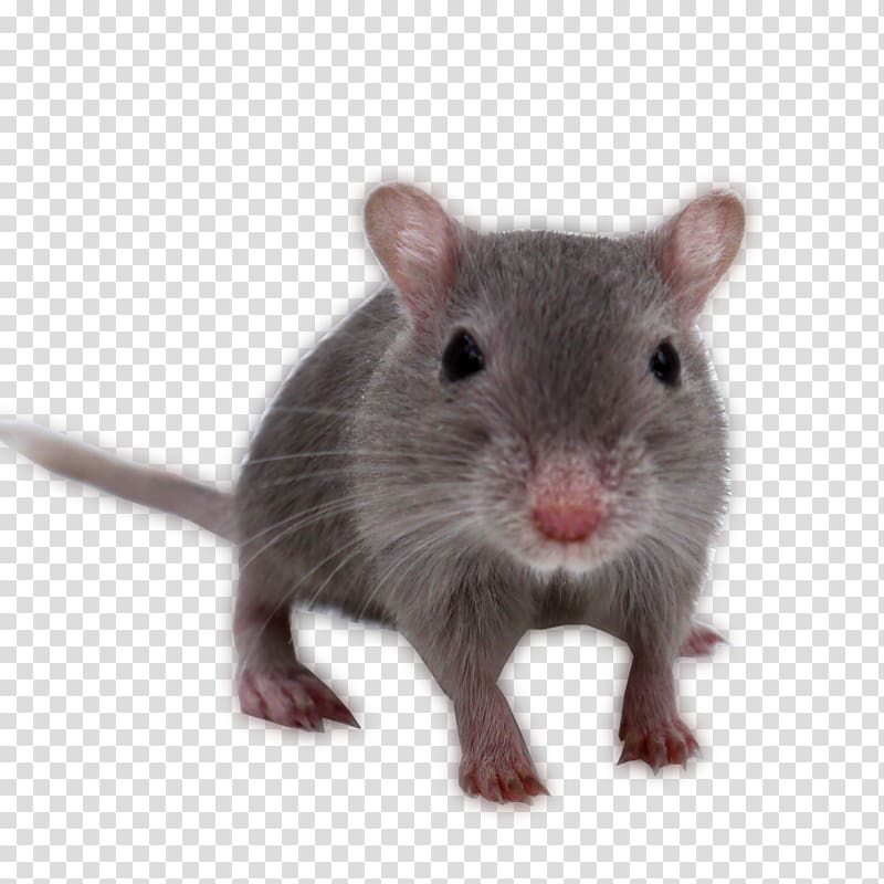 Gerbil Rat Guinea pig Rodent Mouse, rat transparent background PNG clipart