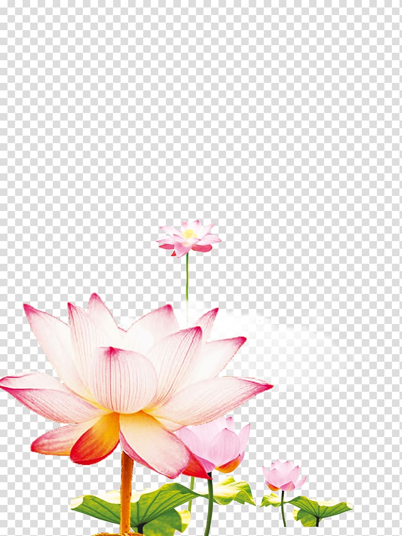 Xiazhi Computer file, Lotus rhyme fresh decoration poster design transparent background PNG clipart