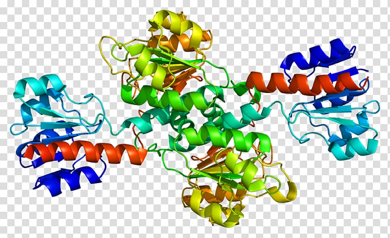 Phosphoglycerate dehydrogenase 3-Phosphoglyceric acid Enzyme Catalysis, proteins transparent background PNG clipart