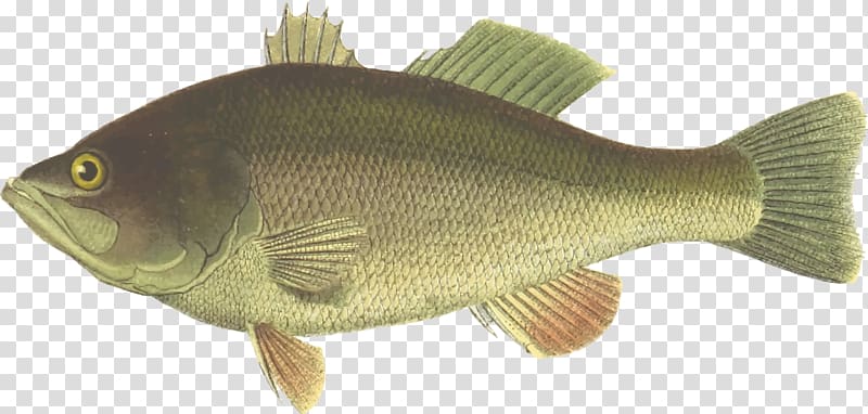 Largemouth bass Drawing , bass transparent background PNG clipart