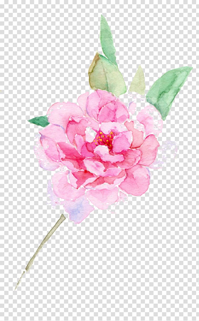pink peony painting, Flower Centifolia roses Designer, Peony ink material transparent background PNG clipart