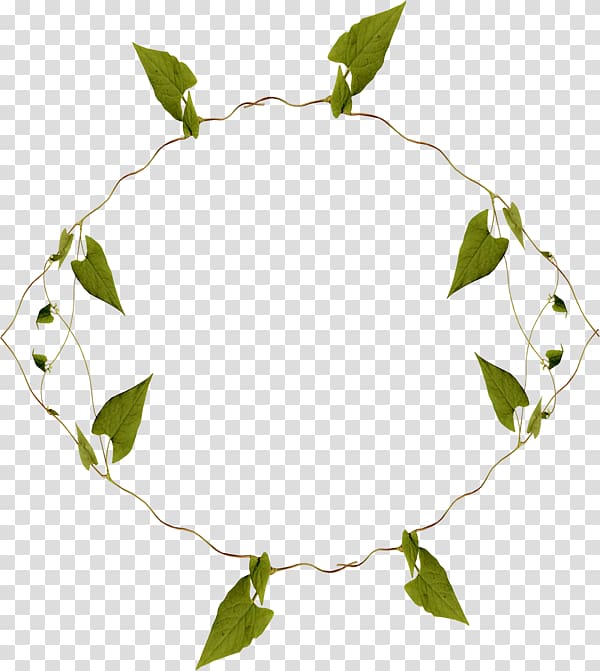 Maple leaf Annulus, Wound leaves transparent background PNG clipart