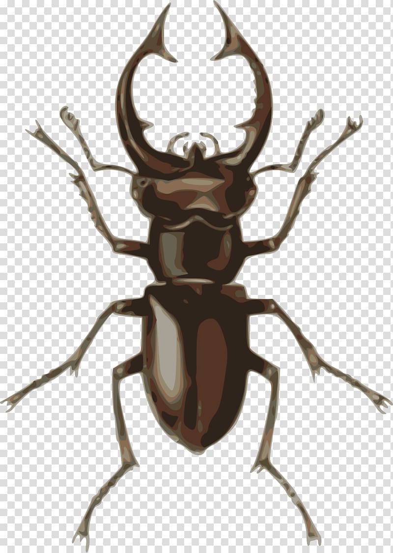Stag beetle Deer , roach transparent background PNG clipart