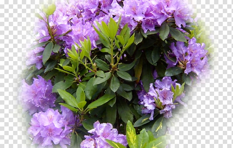 Rhododendron Shrub, others transparent background PNG clipart