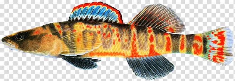 Cumberland darter Fish Striped bass Arrow darter, Northern Red Snapper transparent background PNG clipart