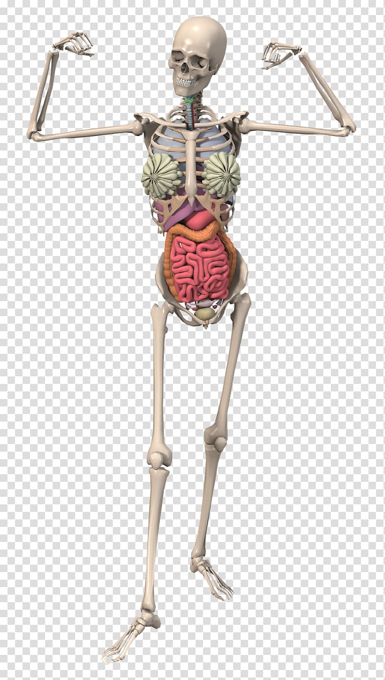 Anatomy Human body Human skeleton Organ Bone, Skeleton transparent background PNG clipart