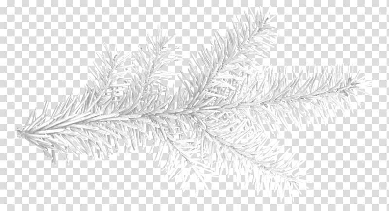 Drawing Spruce Fir Tree Conifers, bushes transparent background PNG clipart