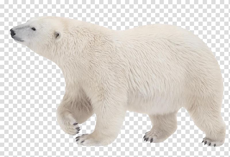 Polar bear transparent background PNG clipart