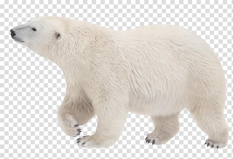 Polar bear 761-8043 Handstand, Polar white bear transparent background PNG clipart