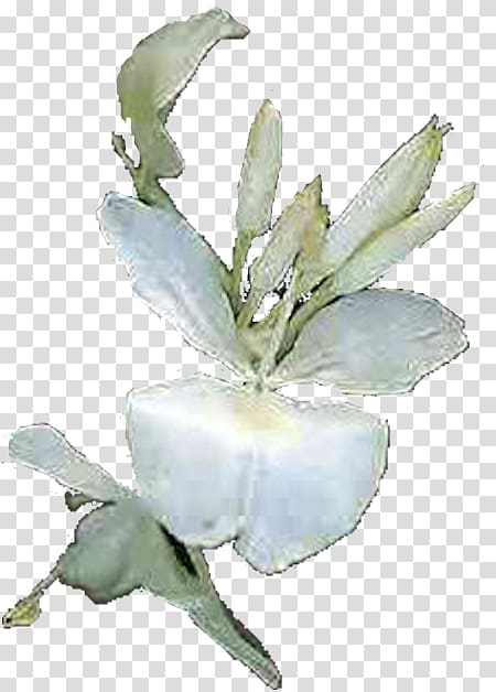 Hedychium coronarium Flowering plant Petal Butterflies and moths, la habana cuba transparent background PNG clipart