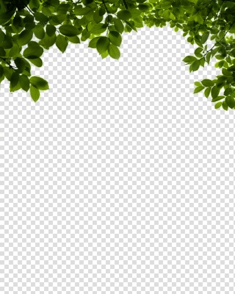 green tree leaves under clear blue sky, Shrub , Bush transparent background PNG clipart