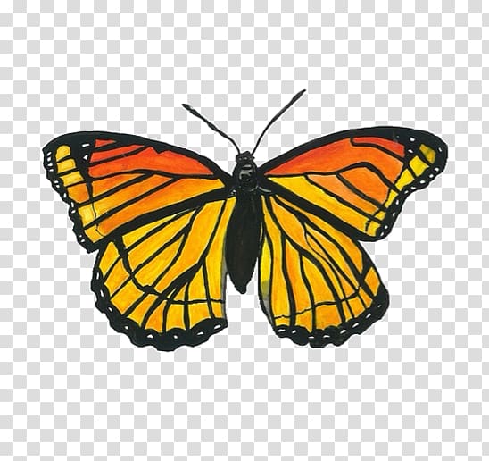 Monarch butterfly Transparency and translucency Pieridae, butterfly transparent background PNG clipart